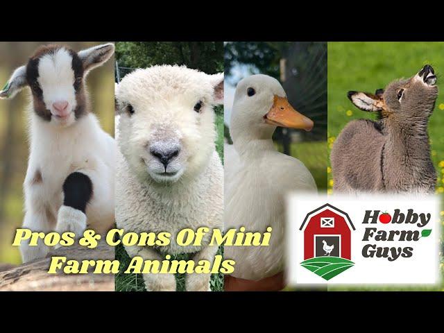 The Pros & Cons of Keeping Miniature Farm Animals