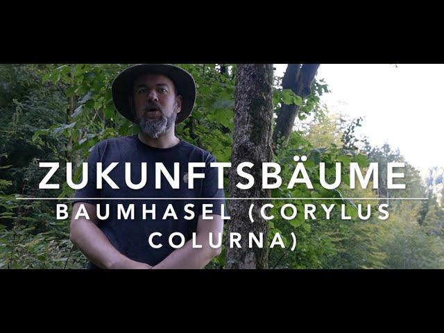 Zukunftsbäume - Baumhasel (Corylus colurna)