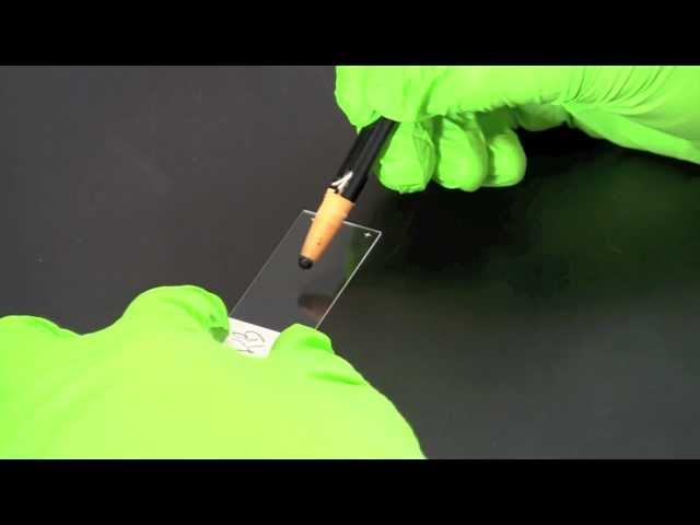 Gram Staining