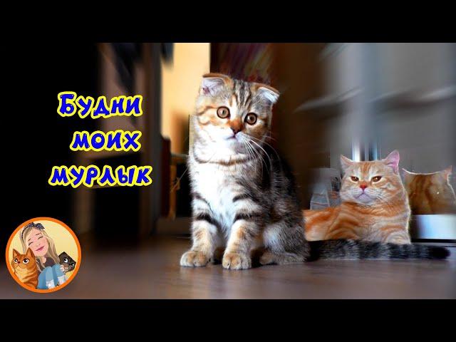 Будни моих мурлык / The daily life of my cats