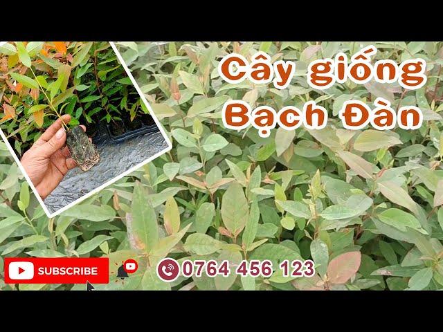 Cây giống bạch đàn cao sản: Giống cây lấy gỗ cho giá trị kinh tế cao | 0764 456 123