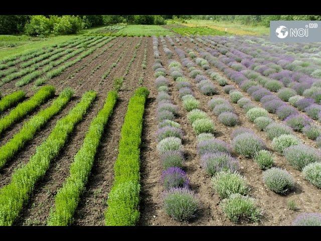 Adevăratul rai al plantelor medicinale, ”ascuns” în Codrii Moldovei