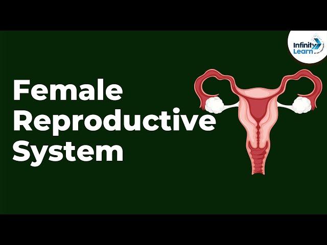 Female Reproductive System | Infinity Learn NEET