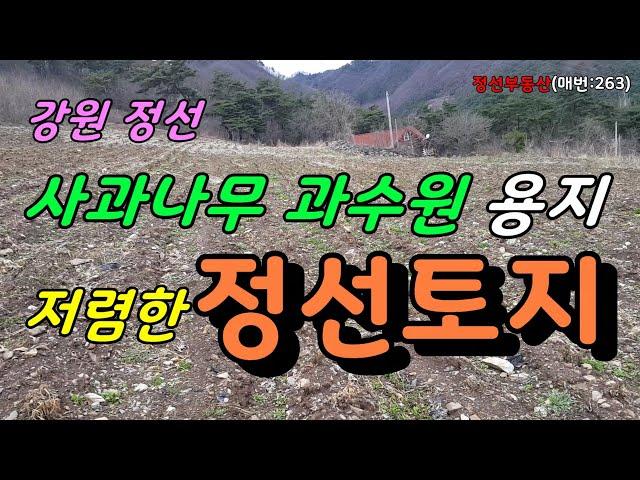 강원 정선 저렴한 사과나무 과수원 용지 정선 토지       /정선토지박사