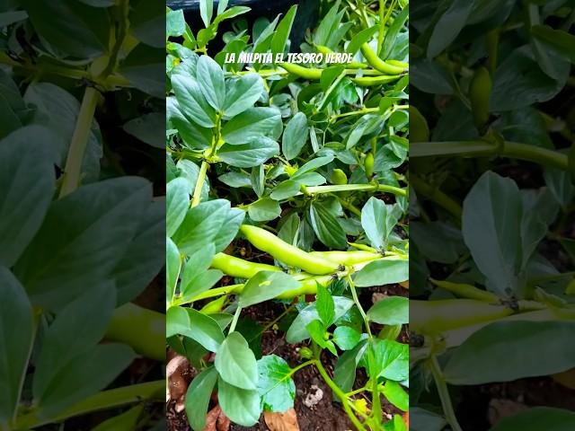 #plantingandharvest #mexicanfoodblogger #fypyoutube #Abastiernas