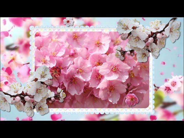 Цветущая сакура для любимых друзей!