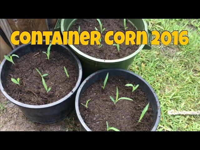 Sweet Corn Grown In Containers 2016