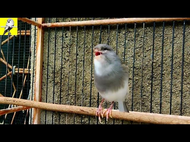 #1 Canary Bird Singing Video Training Canaries - Canary Singing Like A Champion For Young Canary