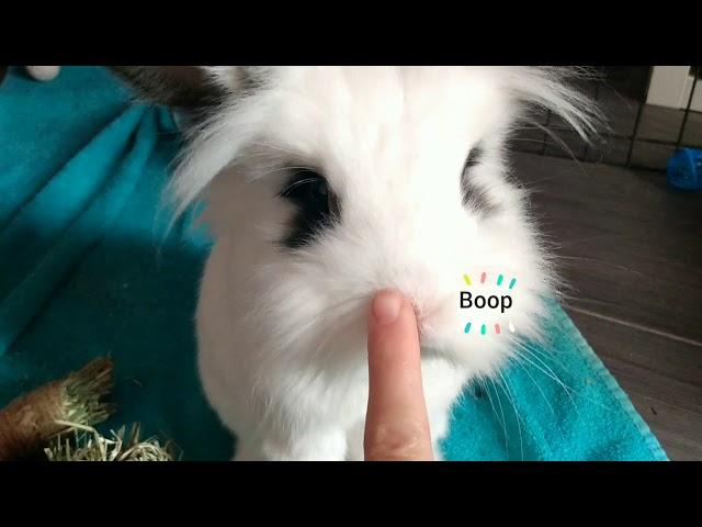 boop the bunny nose