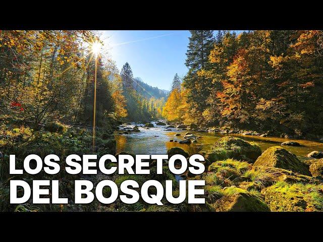 Los Secretos del Bosque | Español