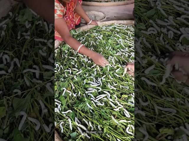 कीड़ों से रेशम कैसे बनता है? How silk is made #shorts #viral