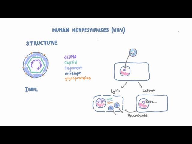 Introduction to Human Herpesviruses (HHV)