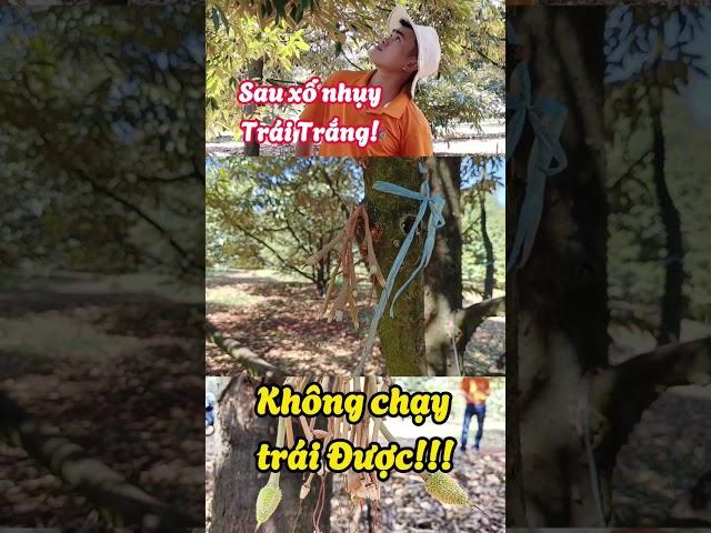 Trái trắng không chạy trái được sầu riêng #bmfe #saurieng #kythuatsaurieng #baominhfe