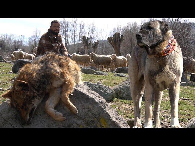 DAĞDA KARŞI KARŞIYA GELDİLER ! ÇOBANSIZ SÜRÜNÜN KANGAL KÖPEKLERİ KURT VE ÇAKALLARA KARŞI