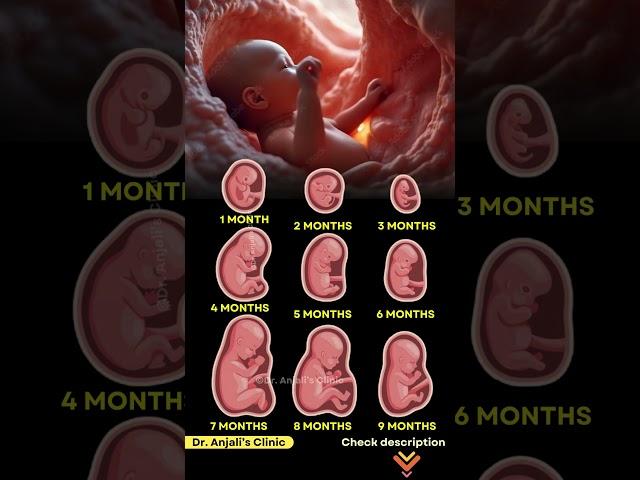 Baby’s Growth Inside the Belly – Week by Week
