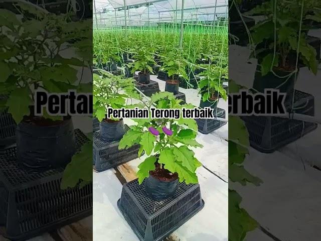 Pertanian Terong sistem grandhouse