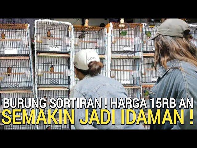 LOH KO MURAH ! BURUNG SORTIRAN MULAI 15RB AN PENUH LOLOHAN CENDET BUKAN DI PASAR BURUNG PRAMUKA