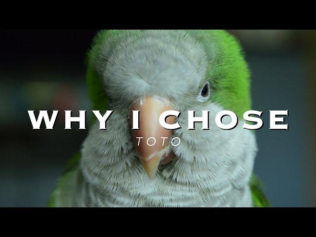 Why I Chose Toto | Flock Talks