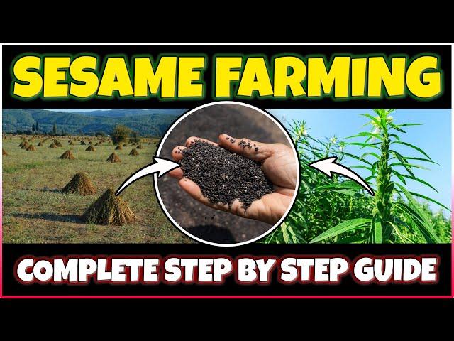 Sesame Cultivation: Planting, Care, Harvesting | How to grow Sesame seeds at Home | Sesame Farming