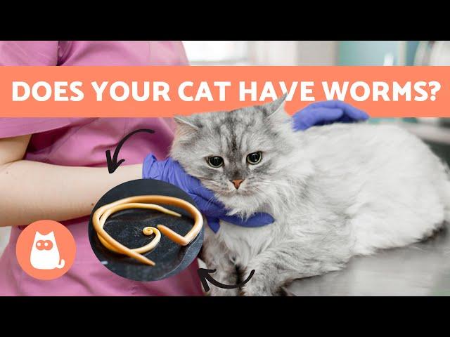 WORMS in CATS  | Symptoms, Contagion and Natural Treatments