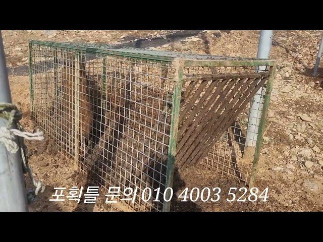 보급형 멧돼지 포획틀에 또한마리 추가(문의 010 4003 5284)