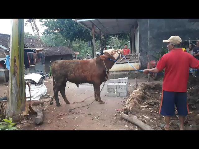 Sapi dugul istimewa, Sapi Qurban Barokah Jaya..