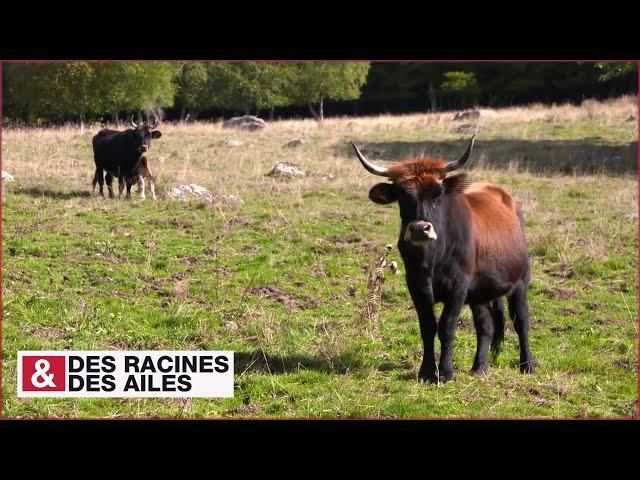 Les aurochs sont de retour en Margeride