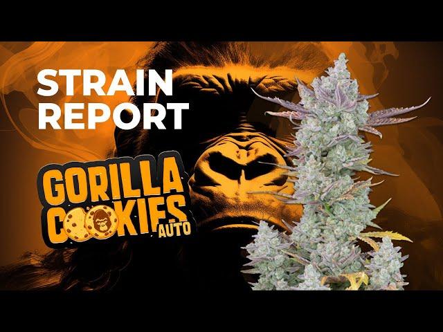 Gorilla Cookies Auto | Strain Review | Fast Buds | Hybrid