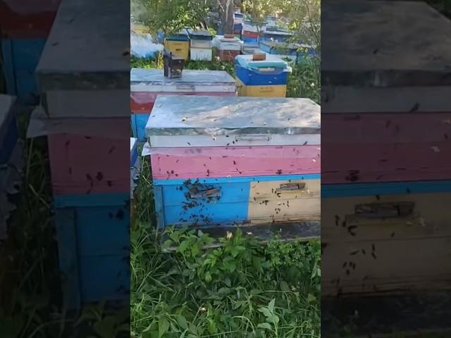 Кассетный лежак мёд с гречки до 70 кг #пчеловодство #пчелаглу #bee