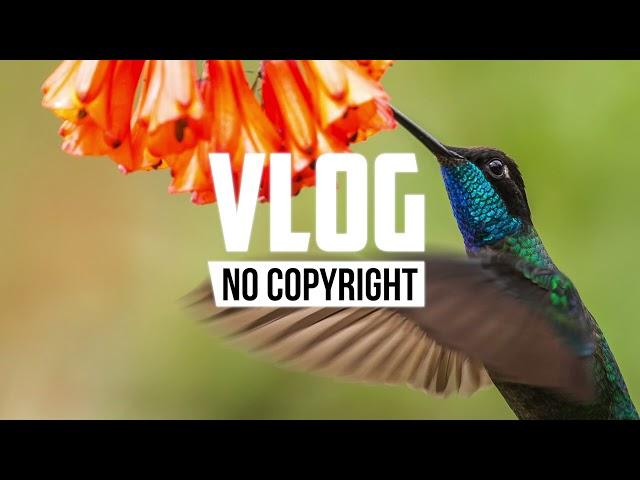 FIVILI - Tropical Bird (Vlog No Copyright Music)