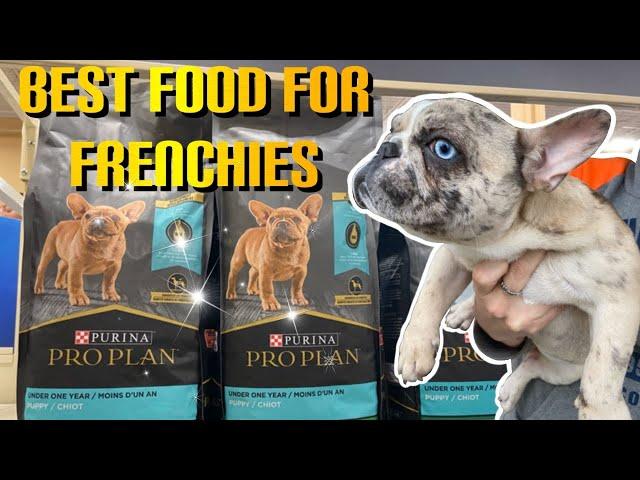 Best Food For French Bulldog Puppy/French Bulldog Puppies