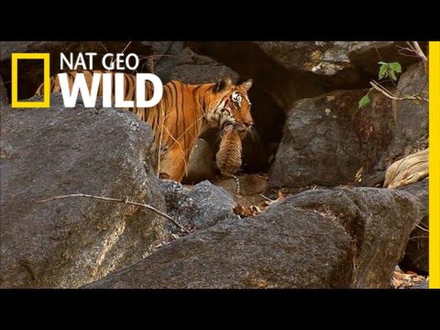 Tiger Cub Escape | Secret Life of Tigers