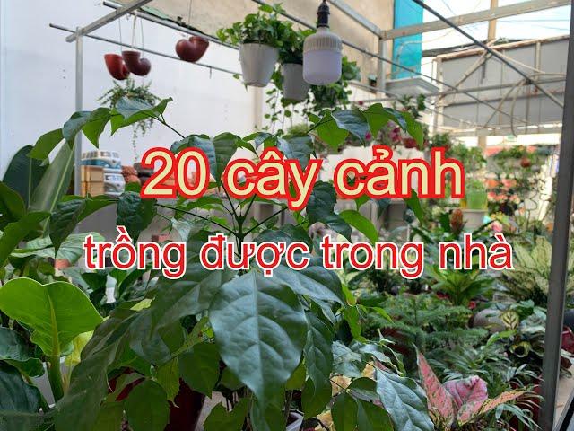 20 loài cây cảnh trồng được trong nhà. 05 lưu ý khi chăm | THÍCH TRỒNG CÂY TV