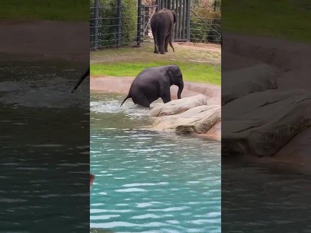 Brazos the Asian Elephant calf #fortworthzoo