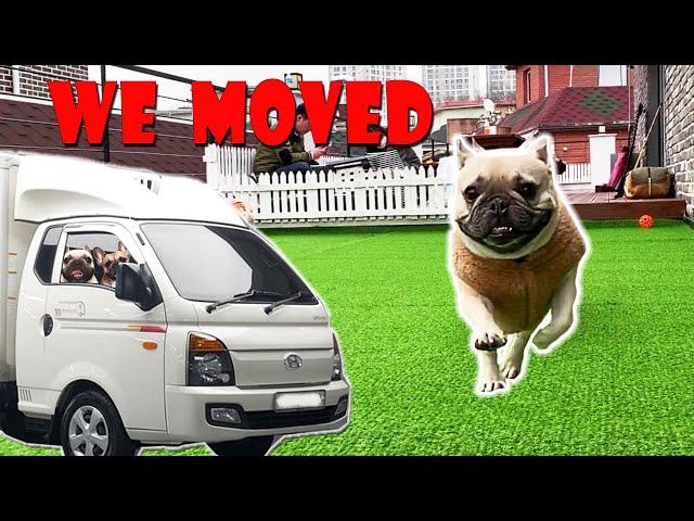 Doggos Move To A New Home | Funny Reaction And House Tour