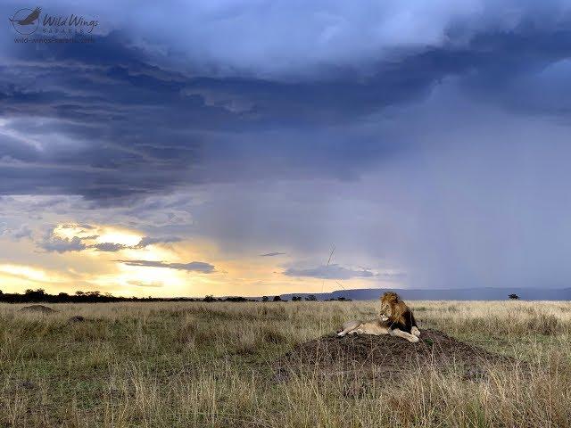 Masai Mara Safari in October