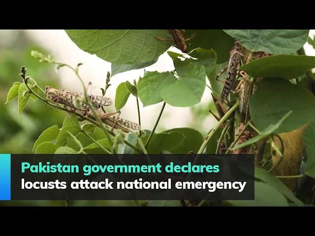 Pakistan government declares locusts attack national emergency