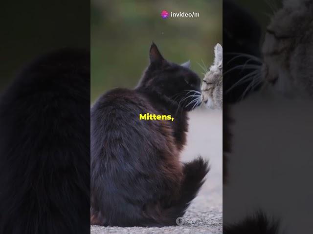 the true crimes of mr. whiskers  #crime #truecrimepodcast #watch #criminal