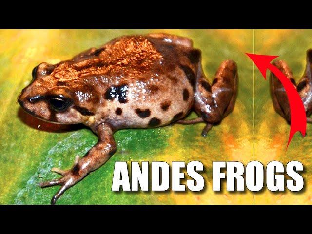 Andes Frog Facts: Frogs WITHOUT Tadpoles  Animal Fact Files