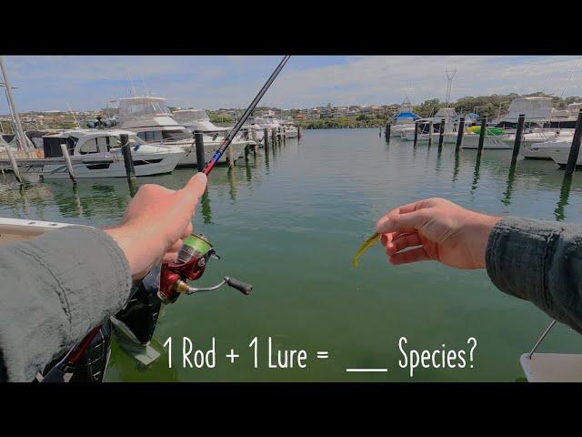 1 Rod + 1 Lure = __ Species? | Land Based Fishing Perth, Australia (Every Species Challenge)