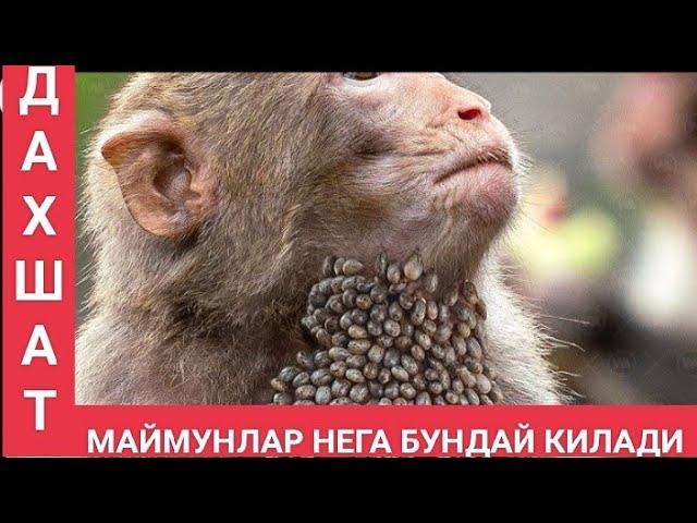 Хайвонот олами Энг хавфли ва йирткич маймунлар хакида