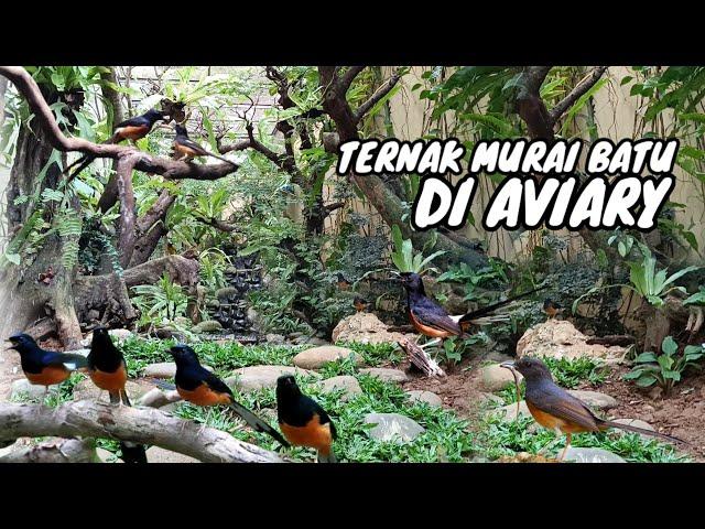 TERNAK MURAI BATU DI AVIARY MINI | Episode 54