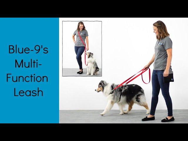 How  To Use Blue-9's Multi-Function Dog Leash | Help Train Your Dog To Walk Nicely On Leash