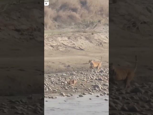 Tiger Hunting Deer - Dhikala Corbett National Park