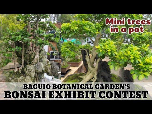 Bonsai Exhibit at the Baguio Botanical Garden Philippines | Priced at 100k- 500k and up