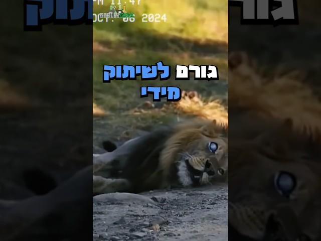 מי השליט האמיתי של הג׳ונגל?!  #shorts #animals #snake #lion #חיות #שורטס #animal #snakevideo #fyp