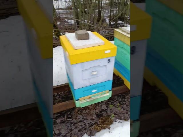 Дачное пчеловодство. Ленинградская область.