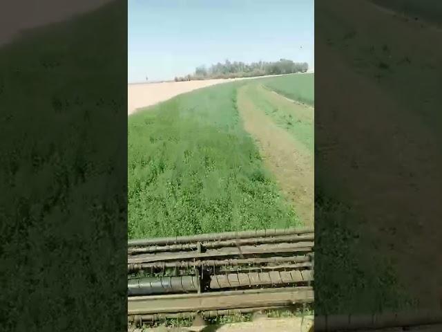 harvesting versim in Saudi.