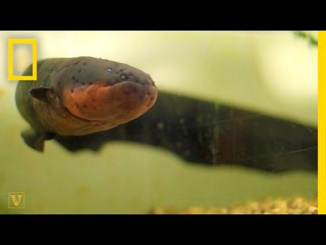 It’s True: Electric Eels Can Leap From the Water to Attack | National Geographic