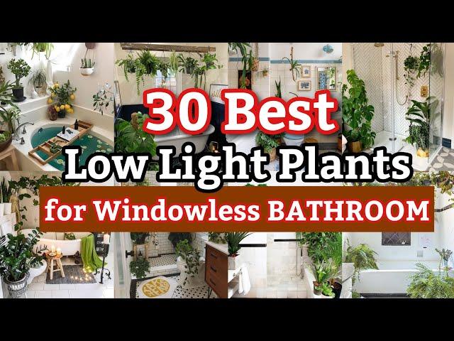 20 Best Low Light Indoor Plants for Bathroom | No Sunlight Bathroom Plants | Bathroom Decor Ideas